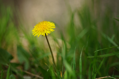 Yellow dandelion flower in green grassの写真素材