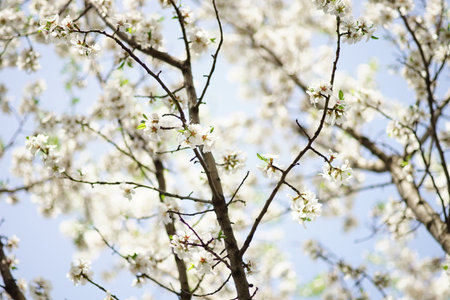 Almond tree branch with big white flowers.の写真素材