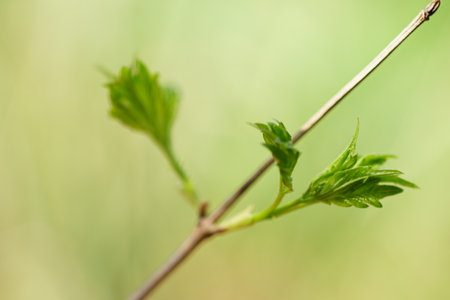 Hawthorn bush branch with young green leaves in summer garden.の写真素材