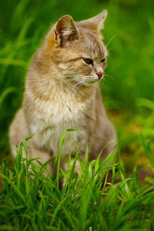 Gray fluffy cat sitting in summer gardenの写真素材