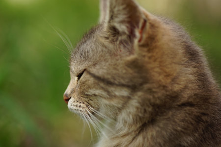 Gray fluffy cat portrait in summer gardenの写真素材