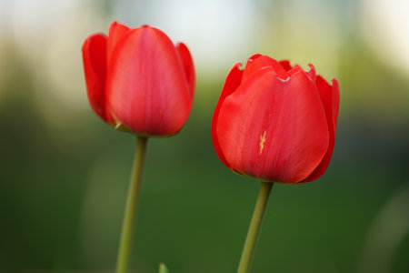 Two vivid red tulip flowers grow in spring garden.の写真素材