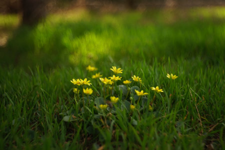 Yellow marsh marigold flowers grow in a sunny spring field.の写真素材