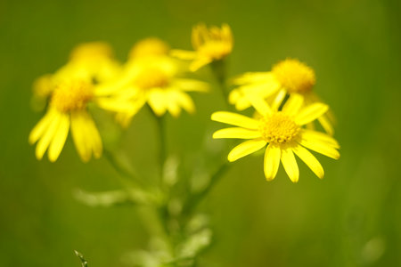 Yellow flowers grow in spring garden. Art card.の写真素材