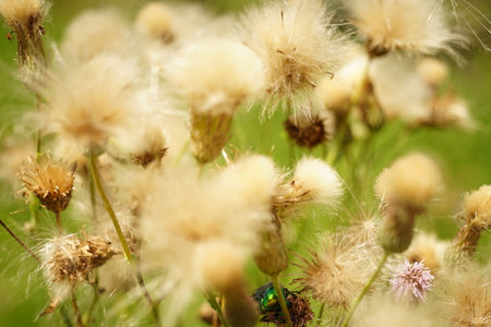 Purple thistle plant grows in sunny summer garden.の写真素材
