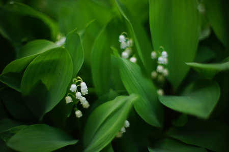 lilies of the valley grow in the summer garden.の写真素材