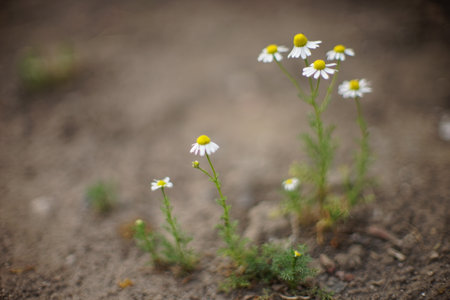 Small white chamomile flowers in the summer garden, art soft focus.の写真素材