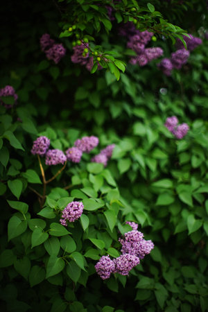 Lilac bush closeup in spring garden. Rural street in blurred background.の写真素材