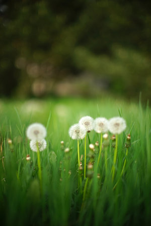 Spring field with fluffy dandelion flowers grow in green grass.の写真素材