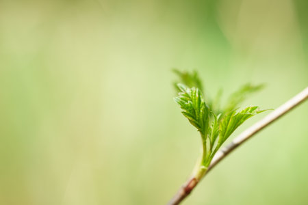 Hawthorn bush branch with young green leaves in summer garden.の写真素材