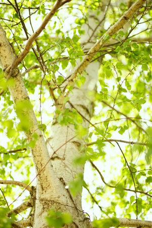 Birch tree with green leaves in sky background.の写真素材