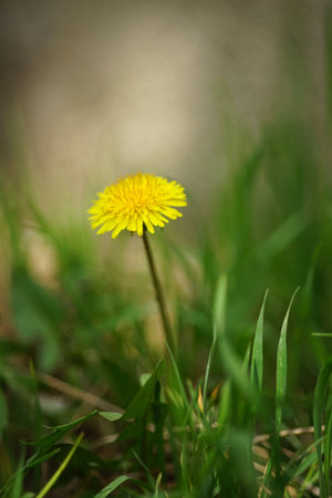Yellow dandelion flower in green grass background.の写真素材