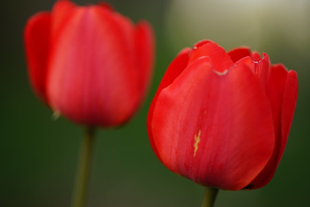 Two vivid red tulip flowers grow in spring garden.の写真素材