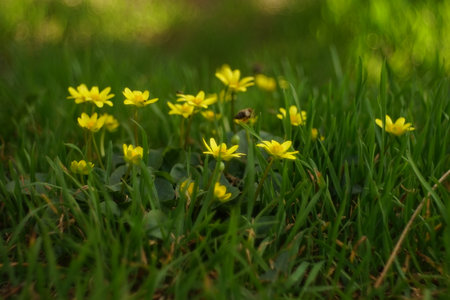 Yellow marsh marigold flowers grow in a sunny spring field.