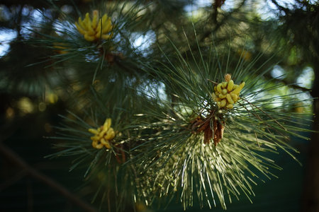 blossoming pine tree in summer park.