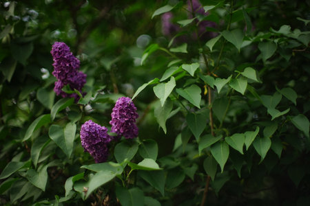 Lilac bush closeup in spring gardenの写真素材