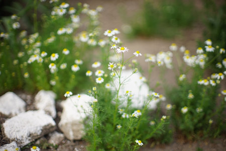 Camomile flowers in the garden. Nature background. Selective focus.の写真素材