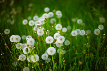 Fluffy dandelion flowers grow in green grass.の写真素材