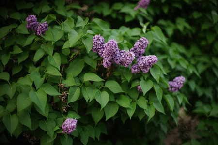 Purple lilac flowers on the branches of a bush in the gardenの写真素材