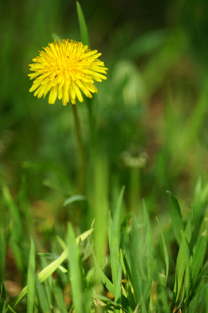 Yellow dandelion flower in green grass background.の写真素材