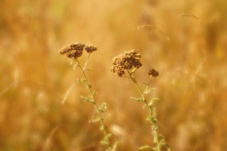 Natural background with dry flowers in autumn field. Autumnal soft card.の写真素材