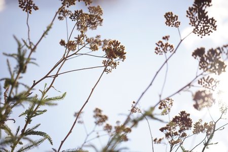 Natural background with dry yarrow flowers in blue sky.の写真素材