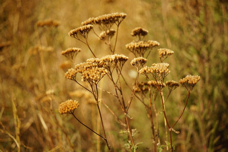 Natural background with dry yarrow flowers in autumn field.の写真素材