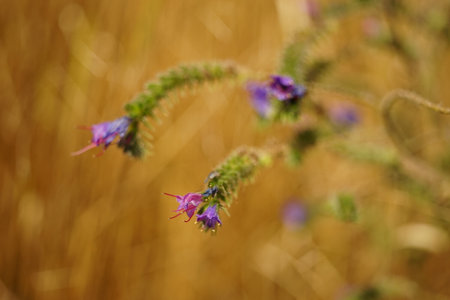 Natural background with violet flowers in golden autumn field.の写真素材