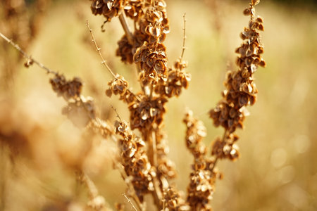 Dry plant with seeds grow in the autumn gardenの写真素材