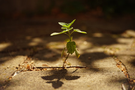 Small green grass grows in the stone gap of the road.の写真素材