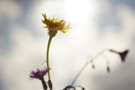 Yellow and purple flowers on the sunny dayの写真素材