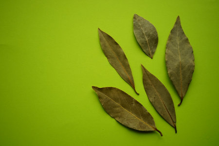 Five dry bay leaves.の写真素材