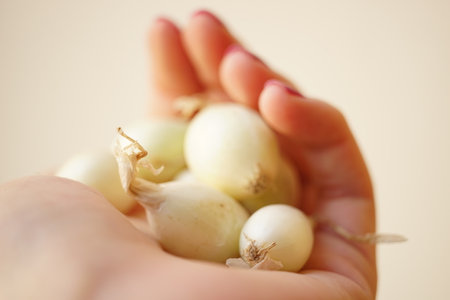 heap of small white onions for planting in female hand.の写真素材
