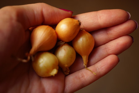 one small bulb for planting in female hand.の写真素材