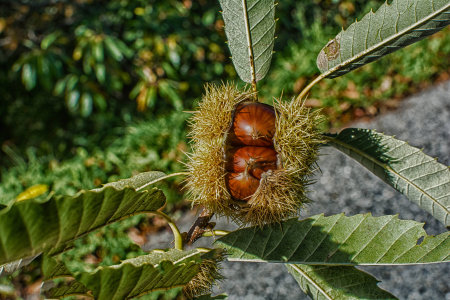 chestnutの写真素材