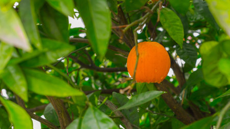 Ripe organic oranges on tree. Shallow DOF, focusの写真素材