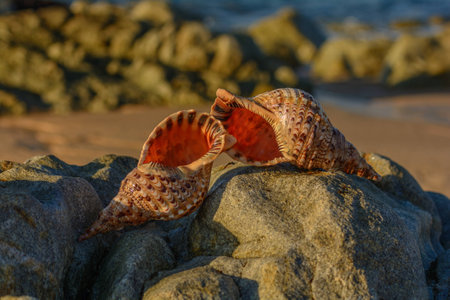 Seashell beach water decoration, exotic  water,の写真素材