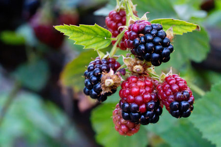 blackberries growing on the bush in the garden, close-up