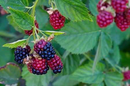 blackberries on a bush in the garden, closeup of photo