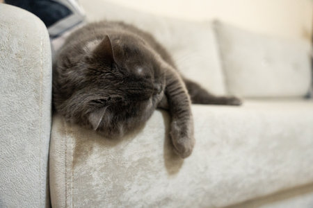 Cute cat lying on sofa at home, closeup. pet careの写真素材