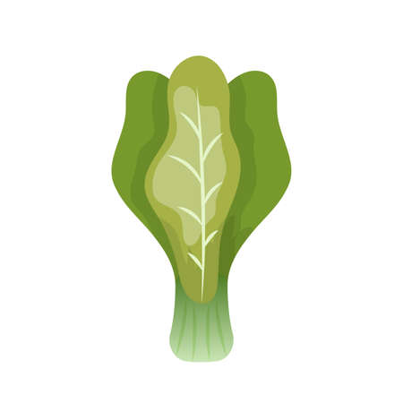 Cabbage comic cartoon vector isolated on white background