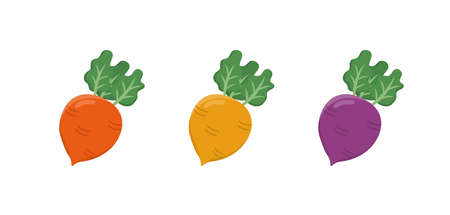 Three colors of radish, comic cartoon vector