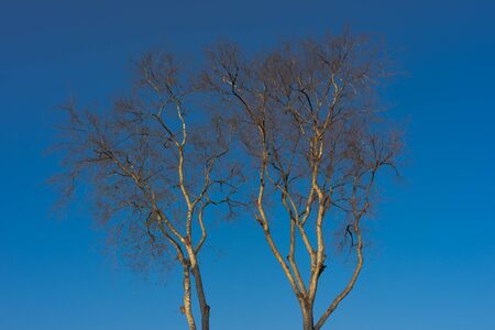 . bare trees without leave , blue sky backgroundの写真素材