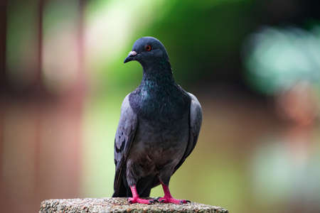 Portrait of a beautiful pigeon standing on a concrete pole with colorful background.の写真素材