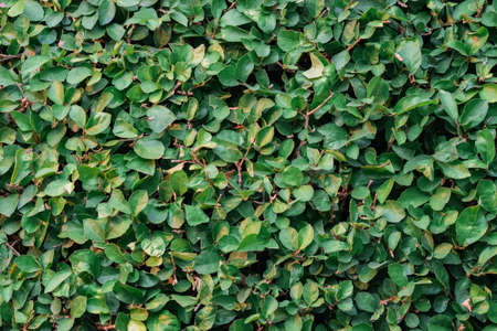 Close up of Green lush plants texture . Full frame shot of green leaves backgroundの写真素材