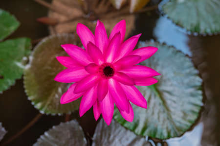 Beautiful pink lotus flower in the pond, water lily grow in the water, shallow depth of fieldの写真素材