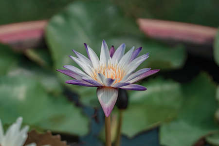Beautiful multicolor lotus flower in the pond, water lily grow in the water, shallow depth of fieldの写真素材