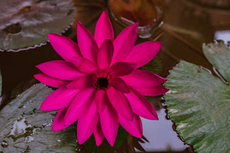 Beautiful pink lotus flower in the pond, water lily grow in the water, shallow depth of fieldの写真素材
