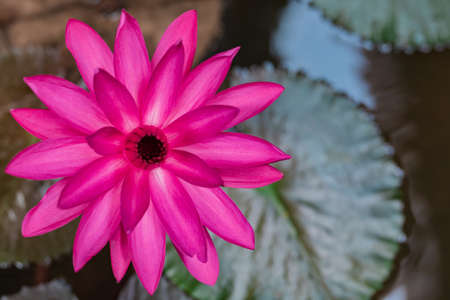 Beautiful pink lotus flower in the pond, water lily grow in the water, shallow depth of fieldの写真素材