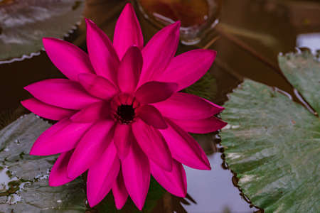 Beautiful pink lotus flower in the pond, water lily grow in the water, shallow depth of fieldの写真素材
